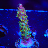 TSA The Fuzz Acropora Coral