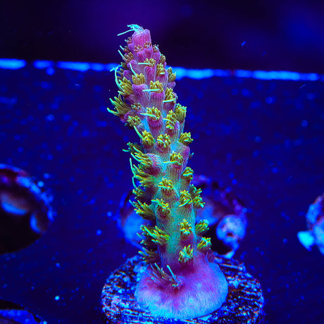 TSA The Fuzz Acropora Coral