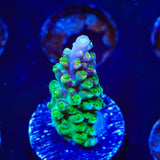 JF Shocktart Acropora Coral - Top Shelf Aquatics