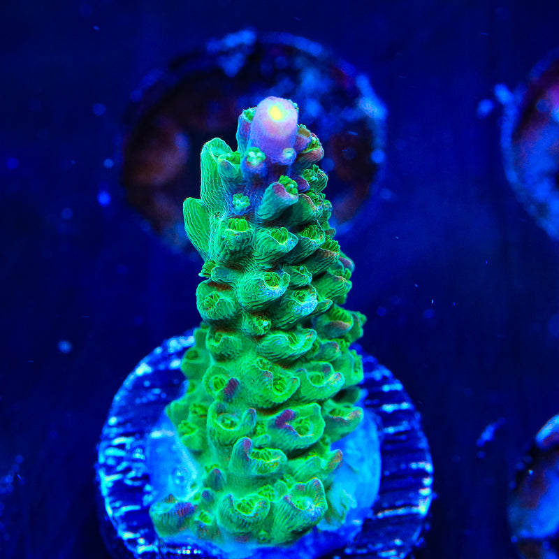 JF Shocktart Acropora Coral - Top Shelf Aquatics