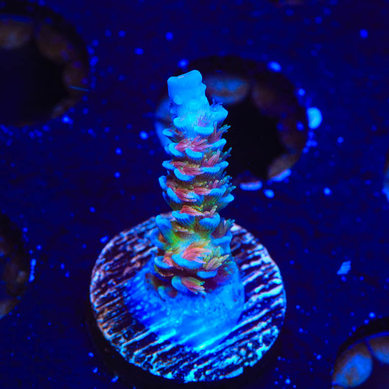 TSA Rainbow Fusion Acropora Coral