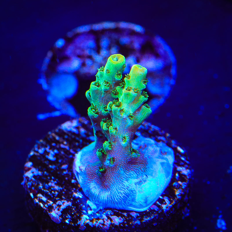 TSA Dan Aykroyd Acropora Coral – Top Shelf Aquatics