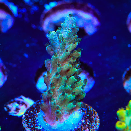 TSA Sprocket Acropora Coral