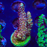 TSA Habanero Acropora Coral