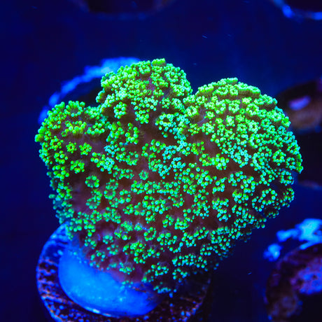 Green Stylophora Coral