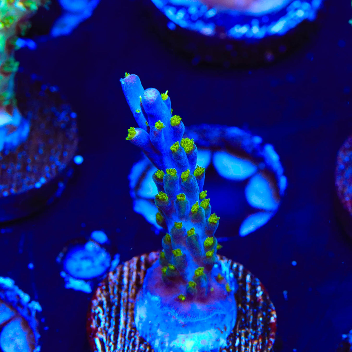 Garf Bonsai Acropora Coral - Top Shelf Aquatics