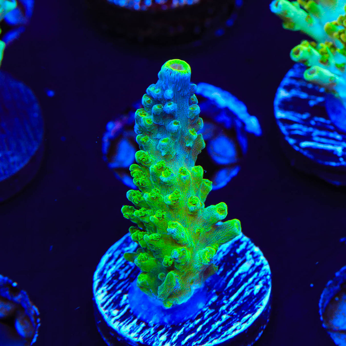 Paletta Tricolor Acropora Coral - Top Shelf Aquatics