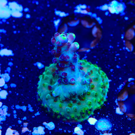 TSA Blue Flame Acropora Coral