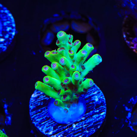 TSA Flame Tip Acropora Coral