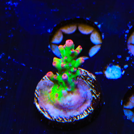 TSA Flame Tip Acropora Coral