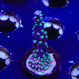 TSA Candlelight Acropora Coral