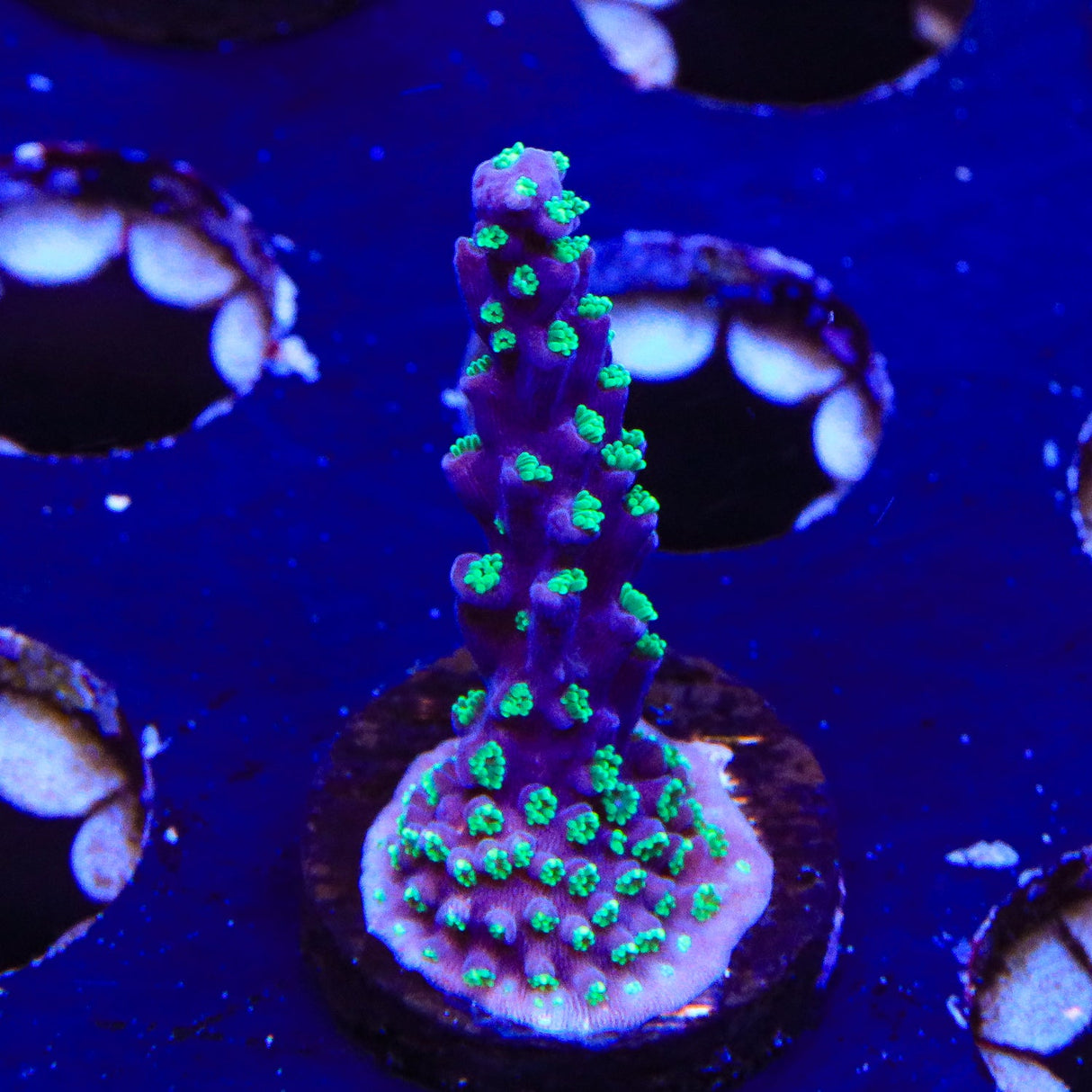 TSA Candlelight Acropora Coral