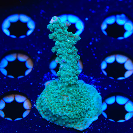 JF Shocktart Acropora Coral