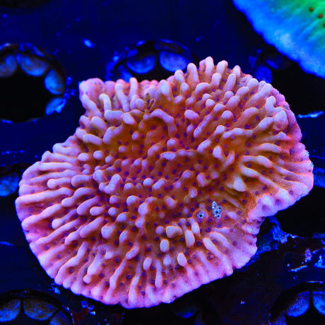 TSA Death Spiral Montipora Coral