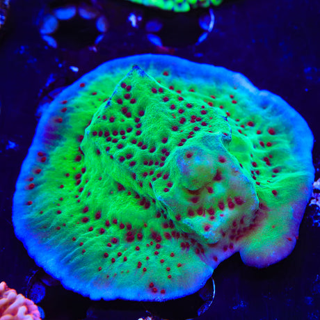 Jedi Mind Trick Montipora Coral