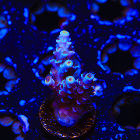 TSA Haymaker Tenuis Acropora Coral