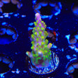 RR Rainbow Loom Acropora Coral