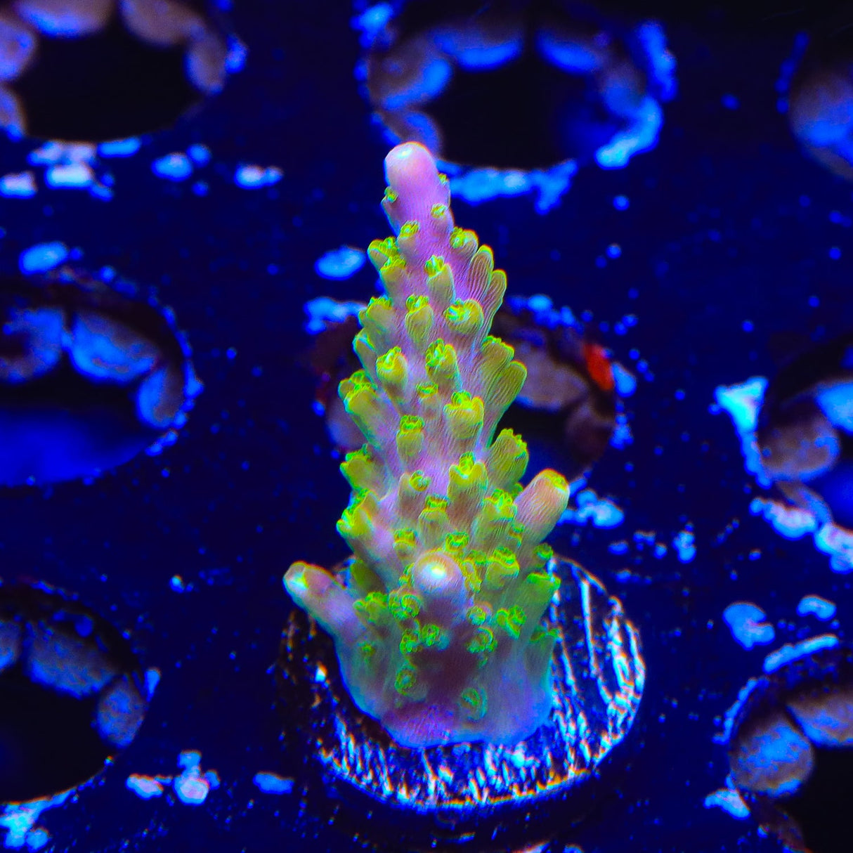 RR Rainbow Loom Acropora Coral