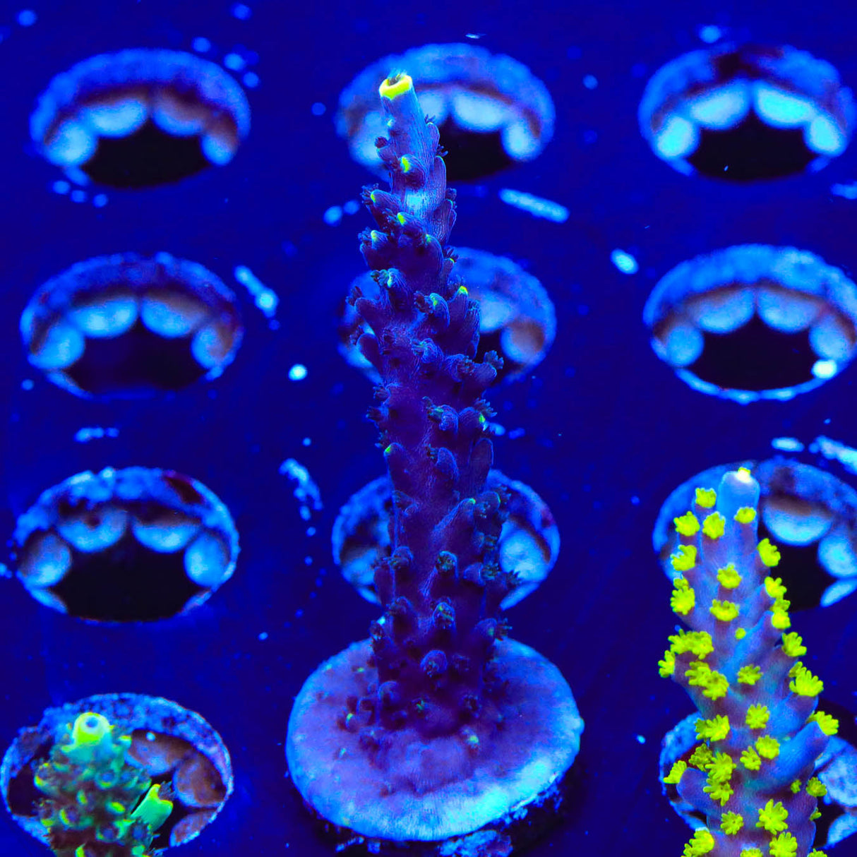 TSA Exquisita Acropora Coral - Top Shelf Aquatics