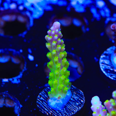 RR Rainbow Loom Acropora Coral