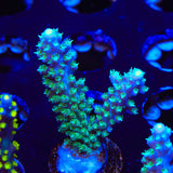 JF Shocktart Acropora Coral