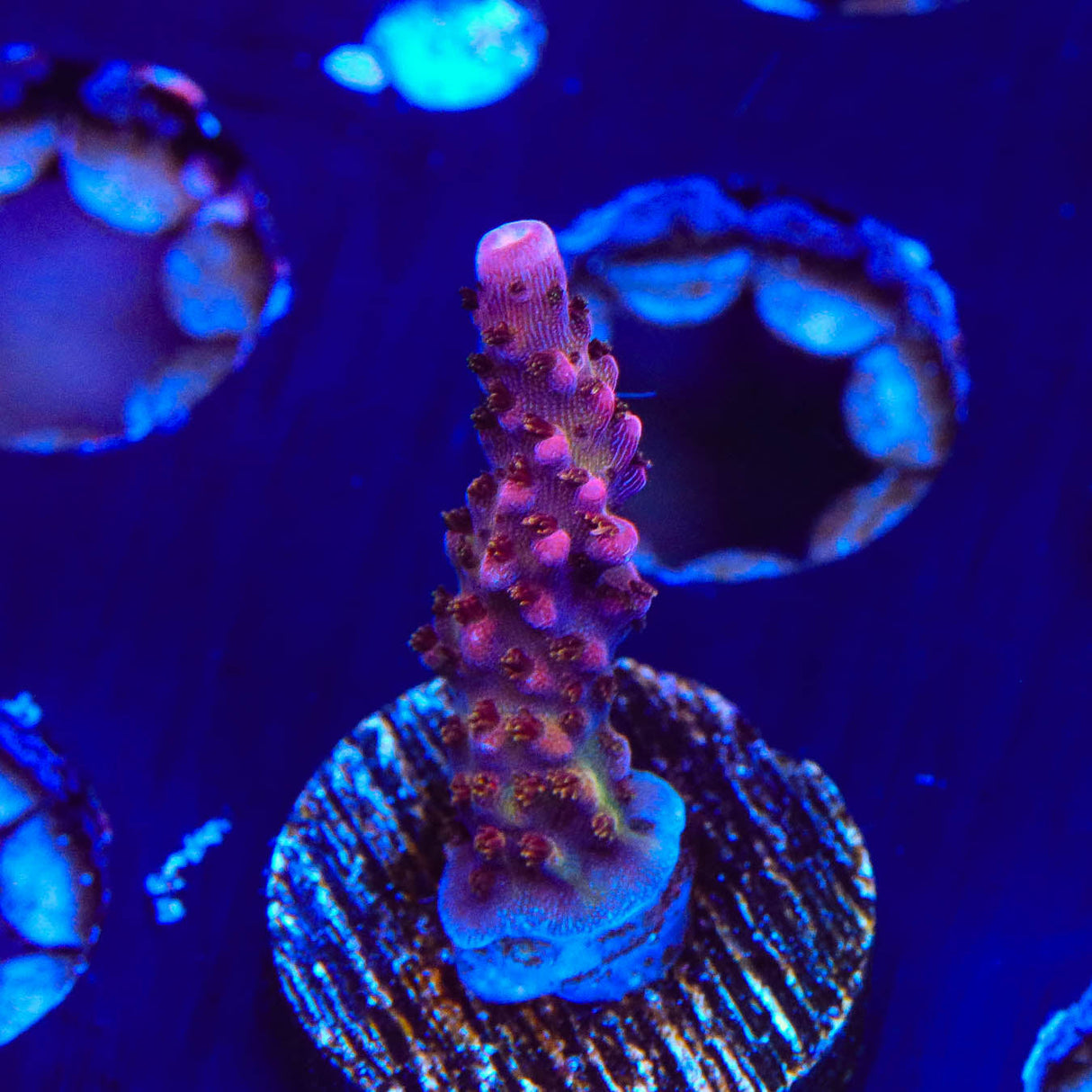 PC Rainbow Acropora Coral