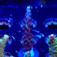 TSA Exquisita Acropora Coral - Top Shelf Aquatics