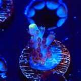 TSA Blue Flame Acropora Coral - Top Shelf Aquatics