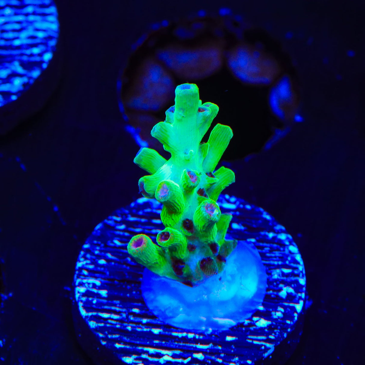 TSA Flame Tip Acropora Coral