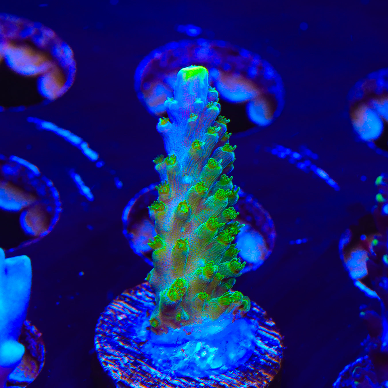 Paletta Tricolor Acropora Coral