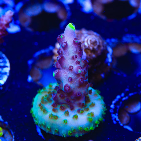 TSA Blue Flame Acropora Coral