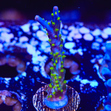 Garf Bonsai Acropora Coral