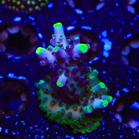 TSA Blue Flame Acropora XL Frag Coral