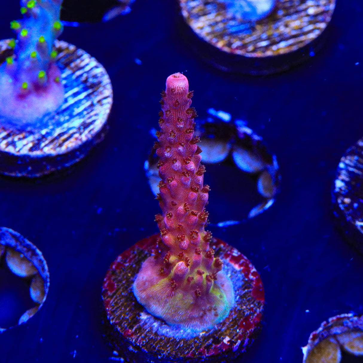 PC Rainbow Acropora Coral - Top Shelf Aquatics
