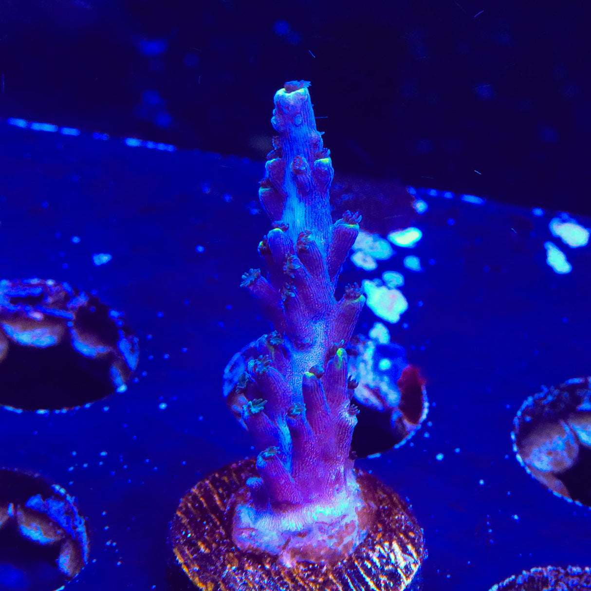 TSA Exquisita Acropora Coral