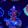TGC Cherry Bomb Acropora Coral