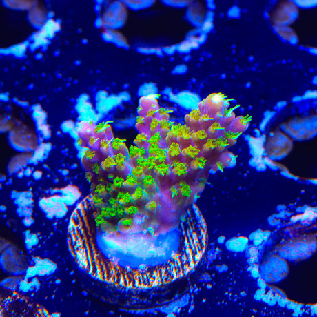 RR Rainbow Loom Acropora Coral