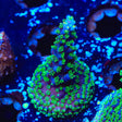 TSA Candlelight Acropora Coral