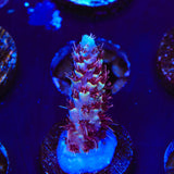 TSA Rainbow Sherbet Acropora Coral