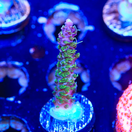 TSA Grape Ape Acropora Coral