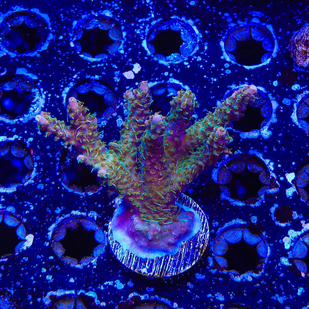 CC Voodoo Majick Acropora Coral