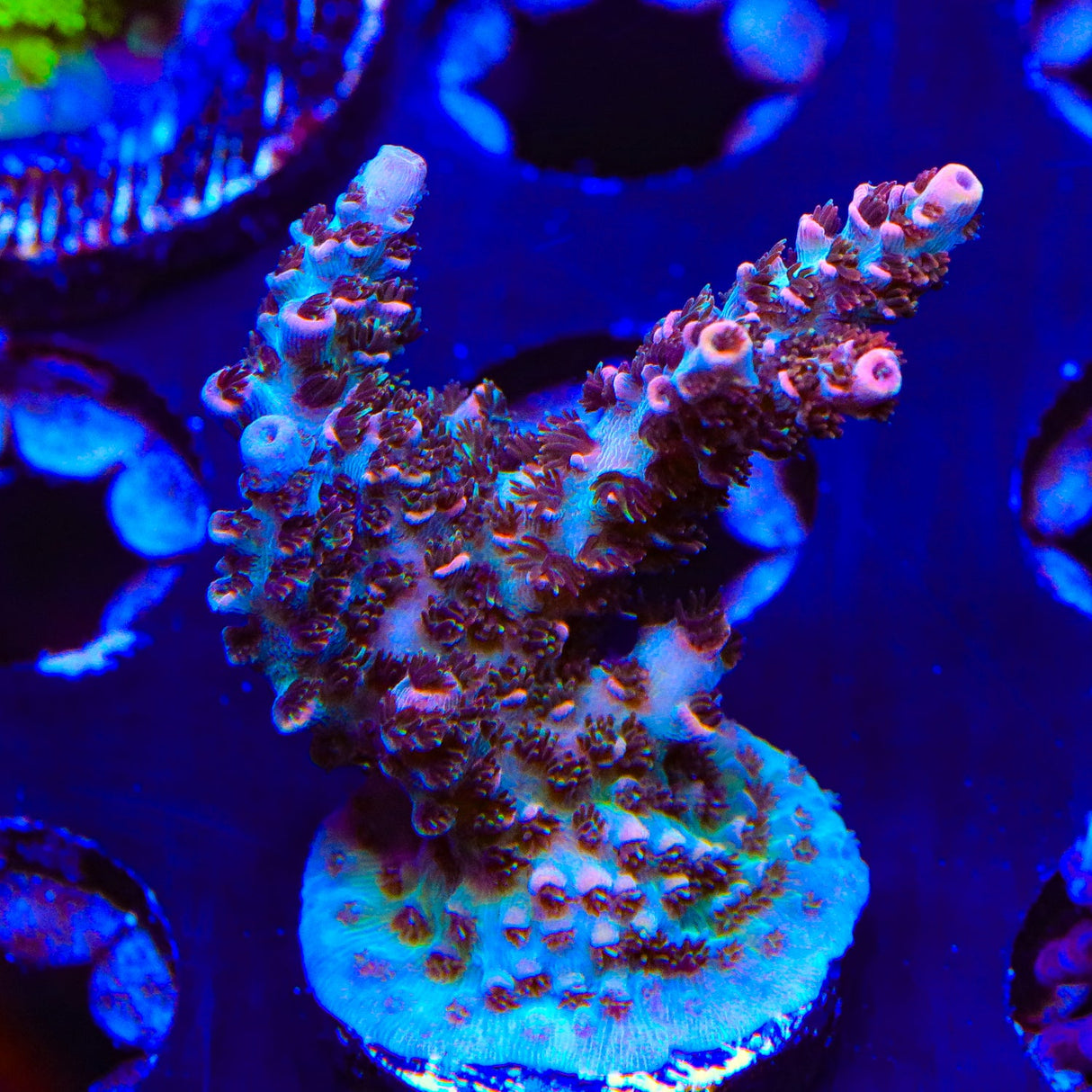 TSA Daydream Acropora Coral