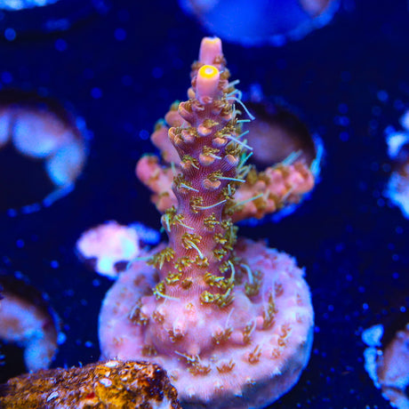 CC Voodoo Majick Acropora Coral