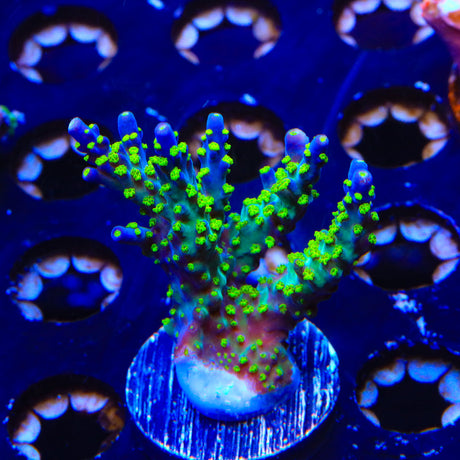 TSA Sour Patch Acropora Colony Coral