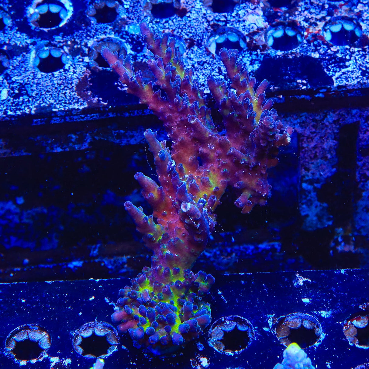 RR Aussie Gold Acropora Coral