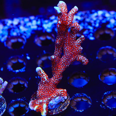 Bubblegum Digitata Montipora Colony Coral