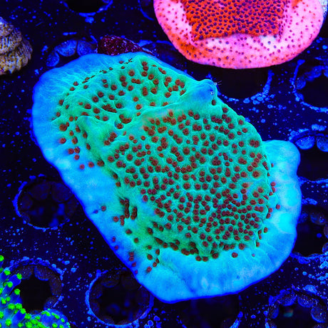 Jedi Mind Trick Montipora Coral Colony