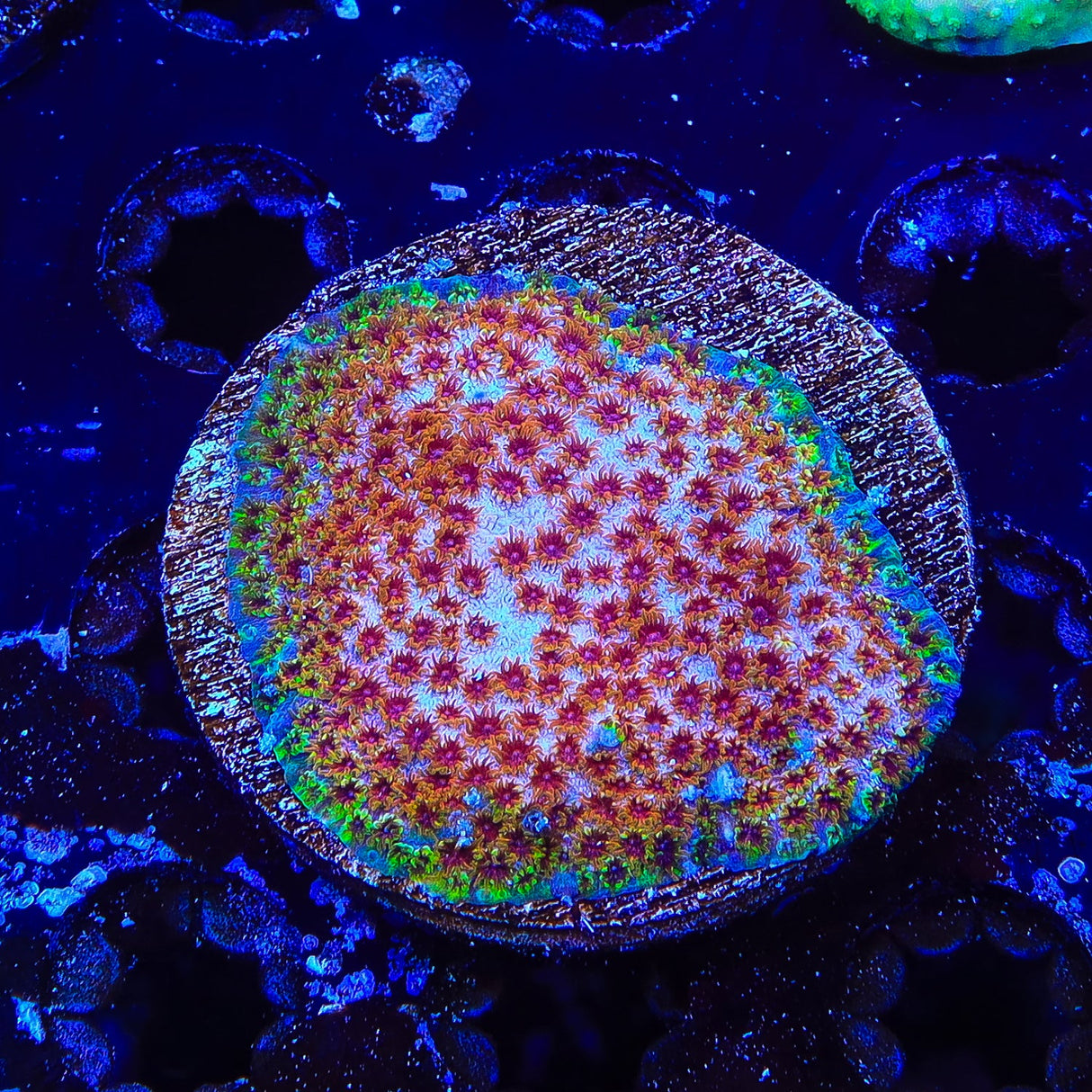 WWC Skittles Bomb Cyphastrea Coral