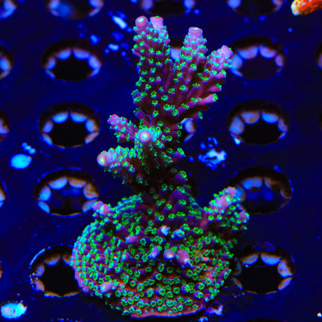 TSA Candlelight Acropora Colony Coral