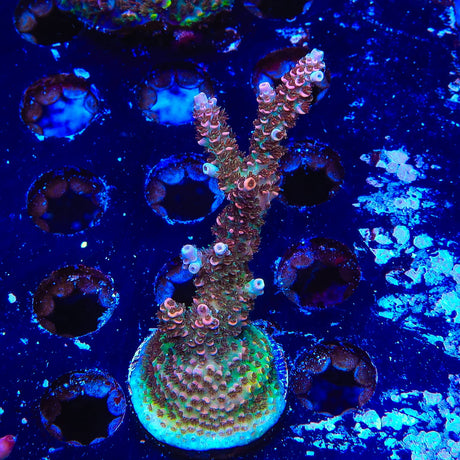 TSA Daydream Acropora Coral